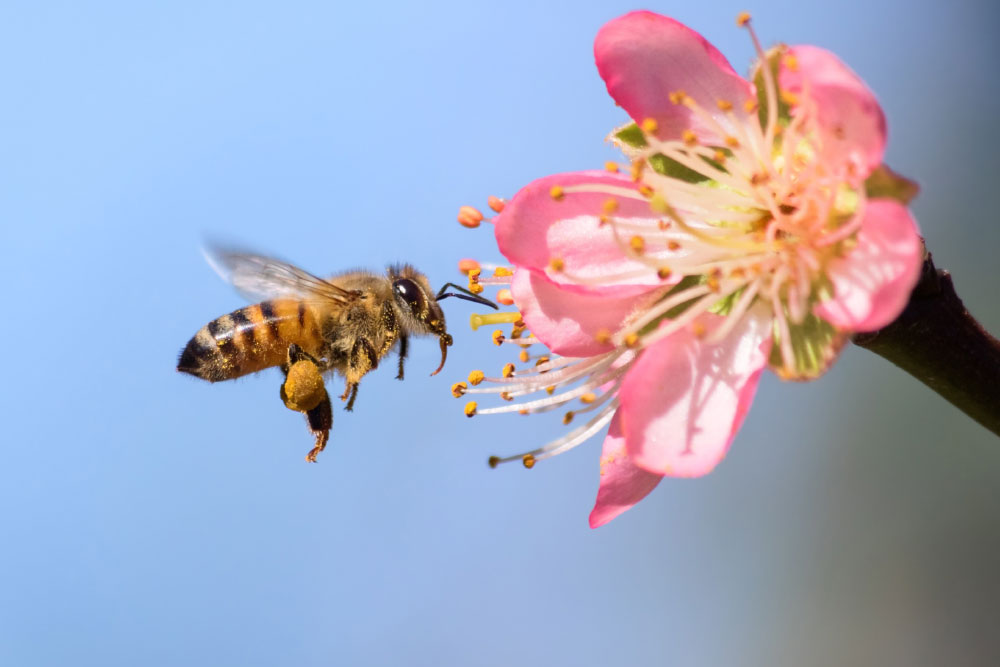 Link: Buzzing Through Life by Sophie Mills, Image: A bee buzzing around a pink flower