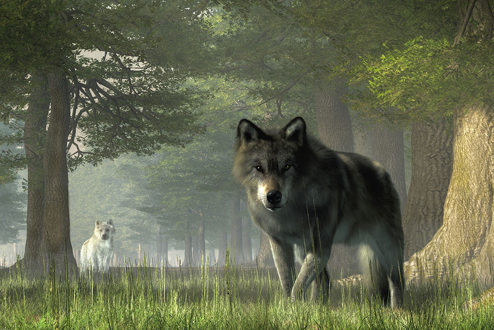 Link: Wolf by Brianna Udovisi. Image: In a forest, a grey wolf advances, while a white wolf watches from a distance.