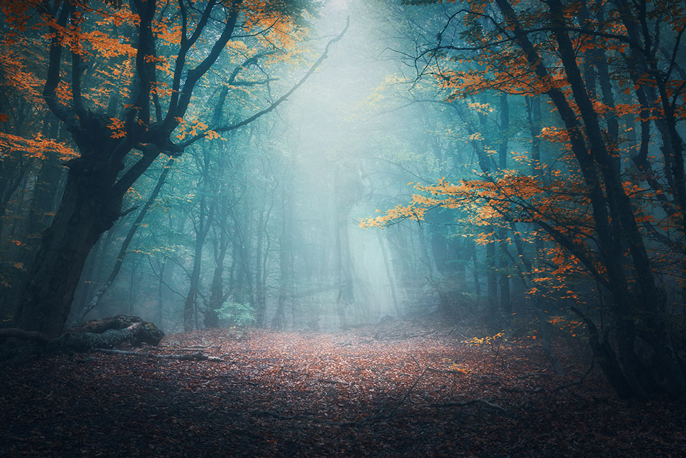 Image: A  mystical forest clearing