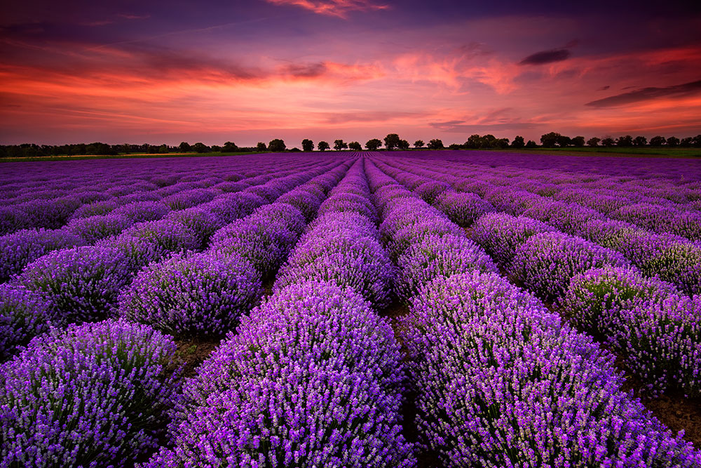 Image: A lavender field at sunset