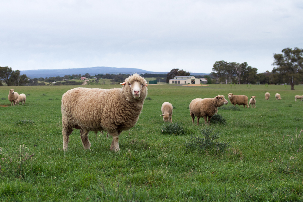Image: Merino Sheep in a pasture.