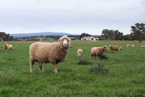 Judges’ Choice: Mr Sheep Judge: A Fable about Justice by Wenjiahui (Cindy) Han, Gungahlin College.  Image: Sheep in a pasture.
