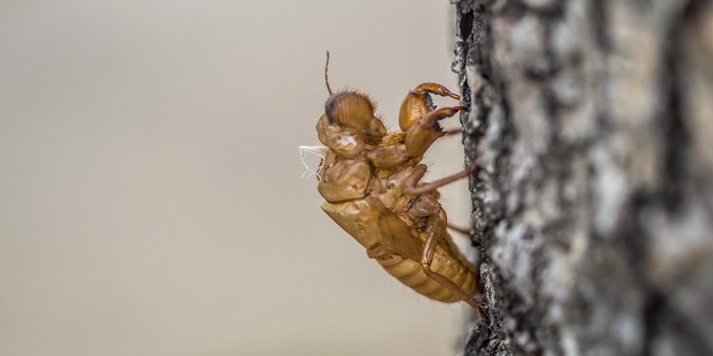 Click here to read Cicada Season by Megan Cartwright