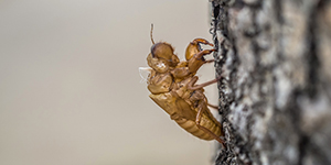 Click here to read Cicada Season by Megan Cartwright